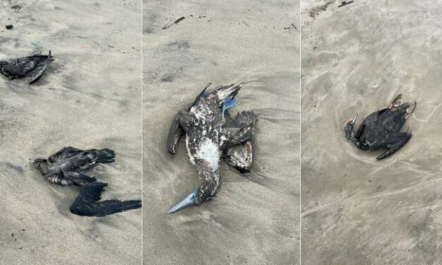 Aparición de aves muertas en diferentes playas es investigada por autoridades ambientales